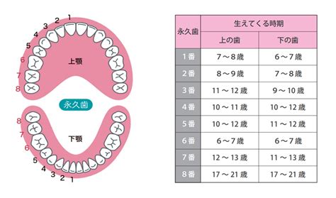 ポメラニアンの歯の健康的な管理：包括的なガイド