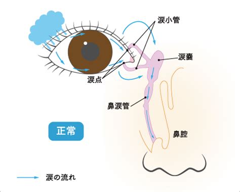 ポメラニアンの流涙症とは？