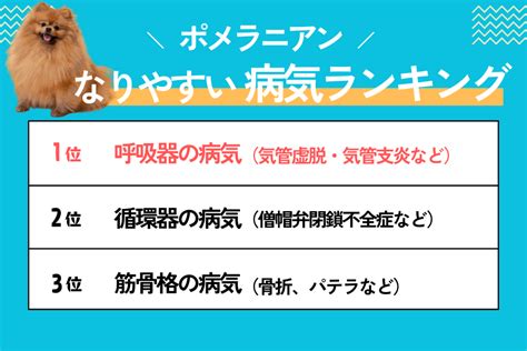 ポメラニアンの病気～知っておきたい症状、原因、治療法～