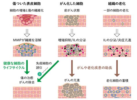 ポメラニアンの老化プロセス