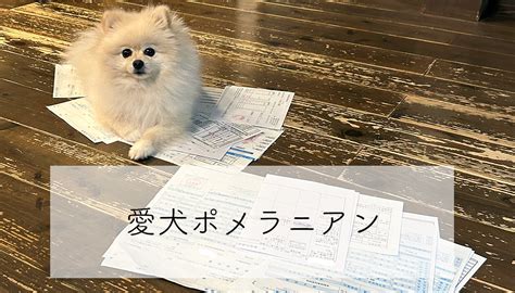 ポメラニアンの臭い対策：愛犬の香りを向上させる究極ガイド