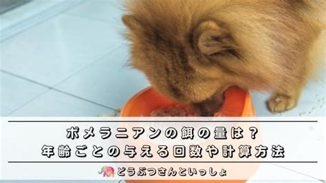 ポメラニアンの適切な餌の量を徹底解説！