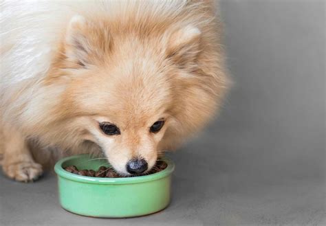 ポメラニアンの食事管理の重要性