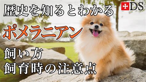 ポメラニアンの飼い方と飼育のすべて