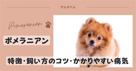 ポメラニアンの飼い方：健康で幸せな愛犬を迎えるための包括ガイド