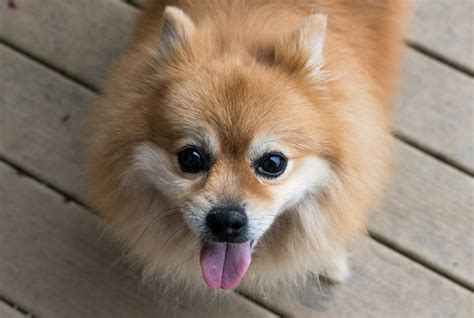 ポメラニアンの餌やり：栄養満点＆健康な愛犬のために