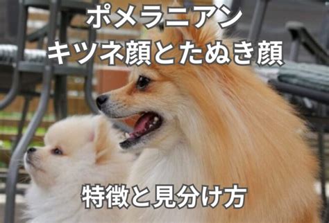 ポメラニアン成犬：完全ガイド