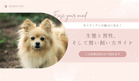 ポメラニアン犬の飼い方ガイド: 完全理解編