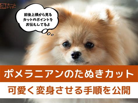 ポメラニアン雑貨で愛犬をさらに可愛く！