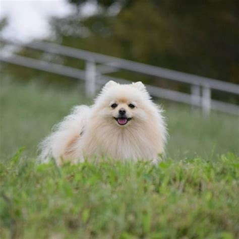 ポメラニアン（クリーム）成犬の飼い方・魅力・注意点