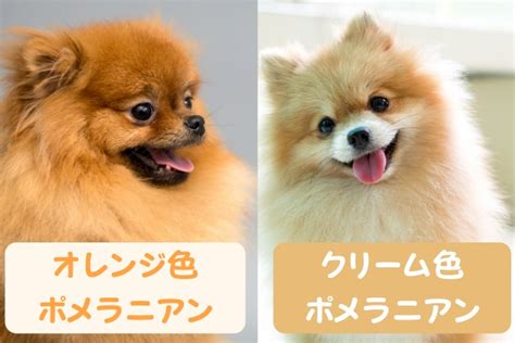 ポメラニアン クリーム 成犬：飼育のヒント、特徴、健康上の問題