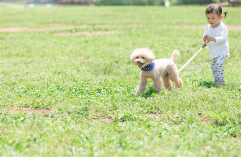 ポメラニアン リード: 愛犬との散歩を快適かつ安全に