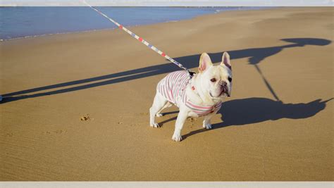 ポメラニアン リード：愛犬との快適な散歩のためのガイド