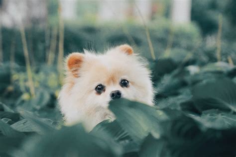 ポメラニアン 老犬のケアと健康維持