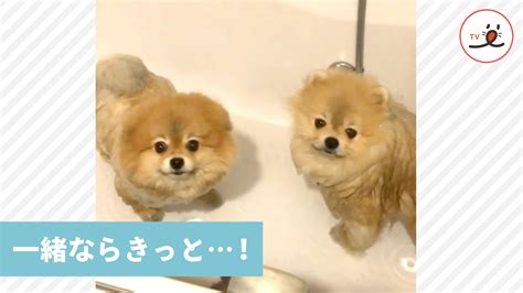 ポメラニアン 風呂：愛犬と一緒に至福のリラックスタイムを