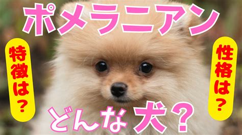 ポメラニアン 飼い方【初心者向け完全ガイド】