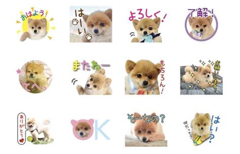 ポメラニアン LINE スタンプでキュートにかわいい表現をしよう！