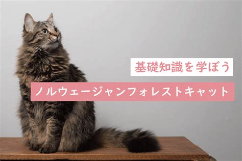 ポール・キャット：その歴史、特性、飼い方に関する完全ガイド