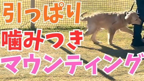 マウンティングとは犬にとって