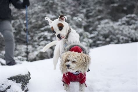 マウンティングとは犬の行動：その意味、原因、対処法