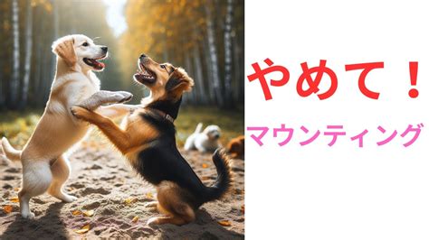 マウンティング犬：その行動の謎と対処法