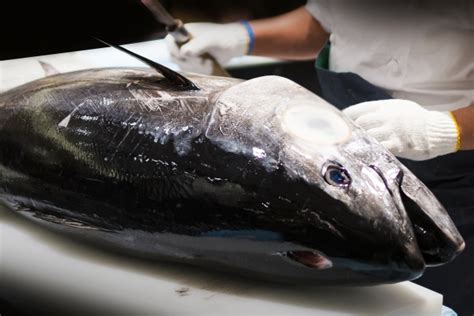 マグロと寄生虫：知っておくべきこと