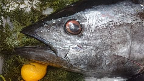 マグロに寄生する一般的な寄生虫