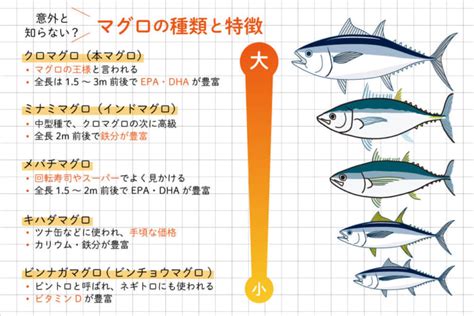 マグロの刺身の栄養価