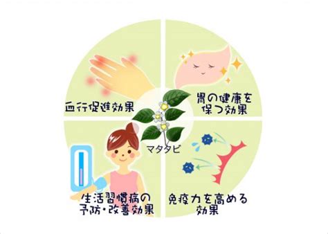 マタタビの成分がもたらす驚くべき効果～愛猫の健康と幸福のために～