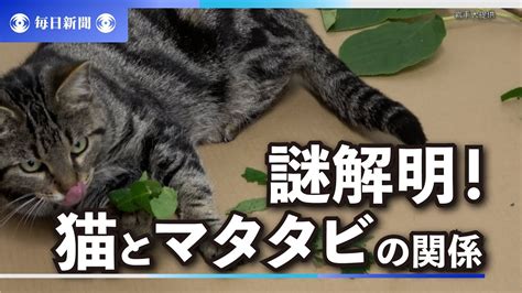 マタタビの木と猫の関係