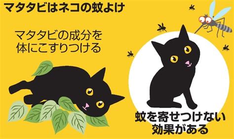 マタタビラクトンのすべて：愛猫の陶酔と健康への影響