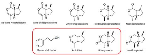 マタタビラクトン：魅惑の植物成分の秘密