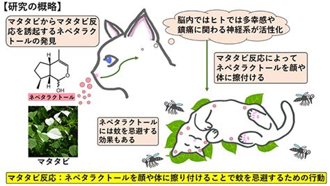 マタタビ効果：ネコを狂わせる秘密とは？