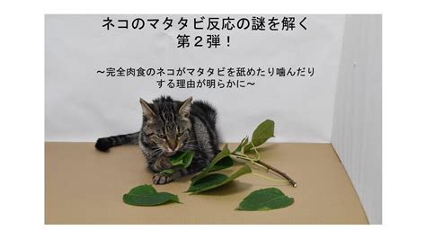 マタタビ成分の徹底解説: ネコを夢中にさせる成分について