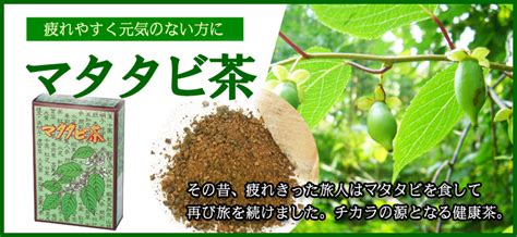 マタタビ茶で心身の不調を改善