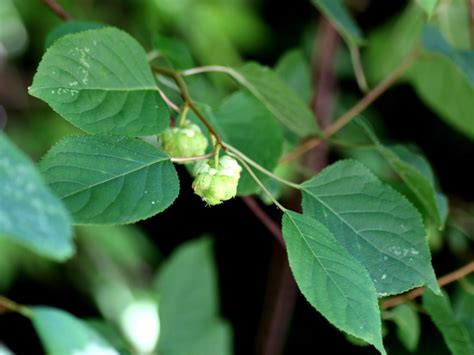 マタタビ（学名：Actinidia polygama）