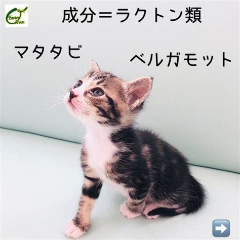 マタタビ ラクトン：猫を虜にする魅惑的な成分