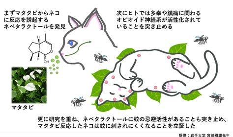 マタタビ 成分：猫を魅了する謎の物質