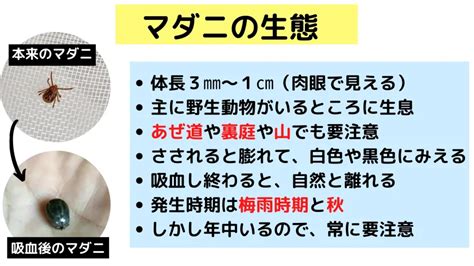 マダニ1匹いたら: そのリスクと対処法