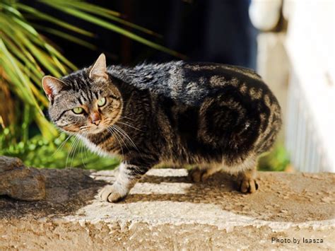 マッカレル タビー：魅惑の縞模様を持つ猫の品種