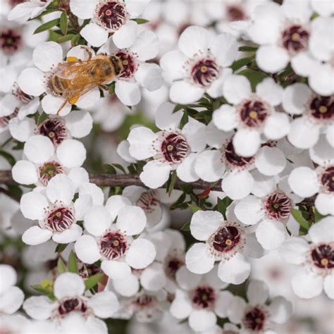 マヌカの木の花の蜜から採取