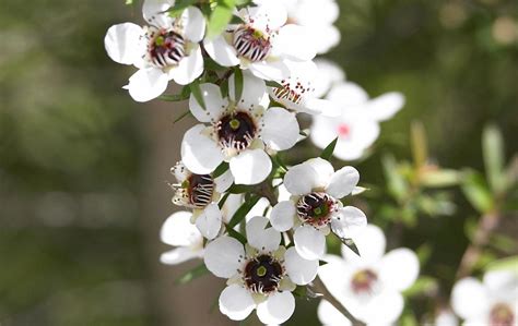 マヌカの木の花蜜から採れるハチミツ