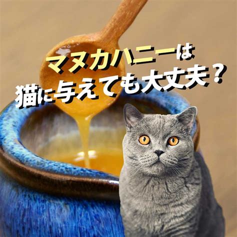 マヌカハニーが猫に与える驚くべき効果