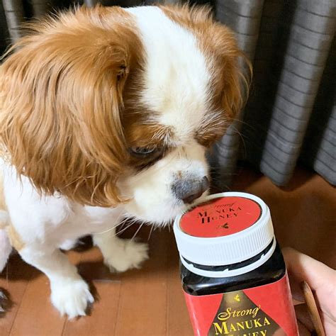 マヌカハニーと愛犬の健康