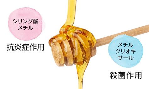 マヌカハニーの抗菌作用が歯周病の原因菌を撃退