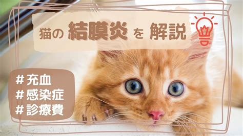 マヌカ猫：抗菌性と治癒力を秘めたペットの守護者