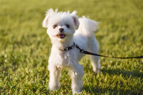 マルチーズとのお散歩：愛犬との絆を深めるためのガイド