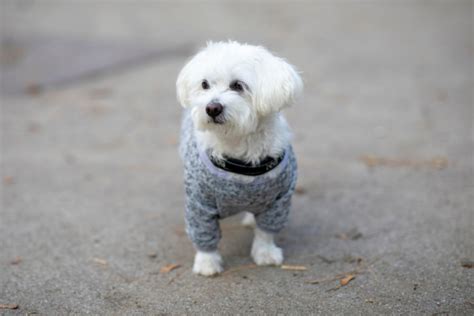 マルチーズの成犬体重の理想的な範囲