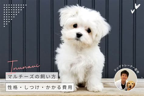 マルチーズの成犬体重：完全ガイド