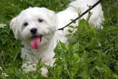 マルチーズの成犬時の体重について：知っておきたいこと